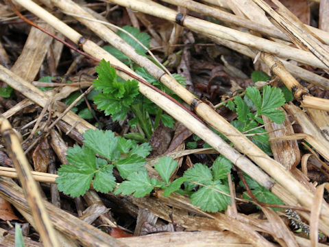 Agrimonia pilosa var. japonica