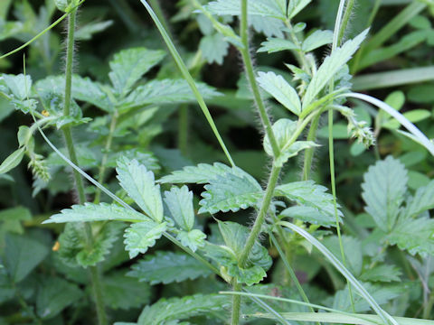 Agrimonia pilosa var. japonica