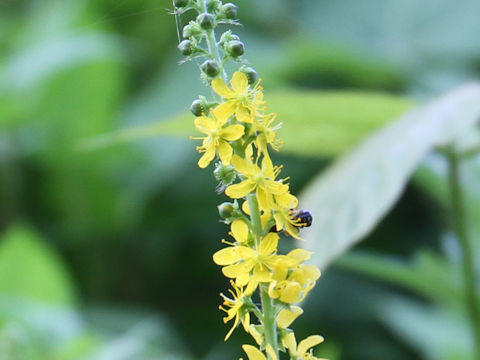 Agrimonia pilosa var. japonica