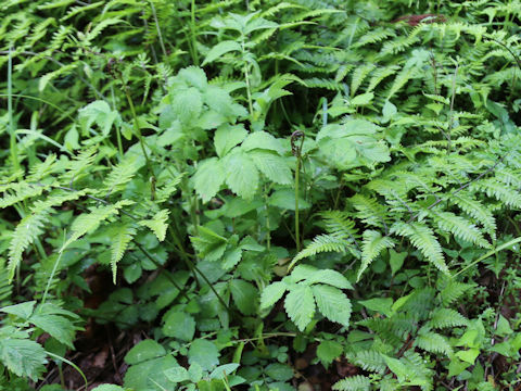 Agrimonia pilosa var. japonica
