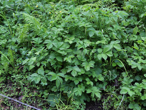 Agrimonia pilosa var. japonica