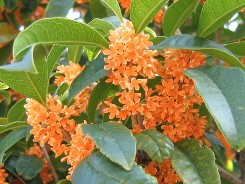 Osmanthus fragrans var. aurantiacus