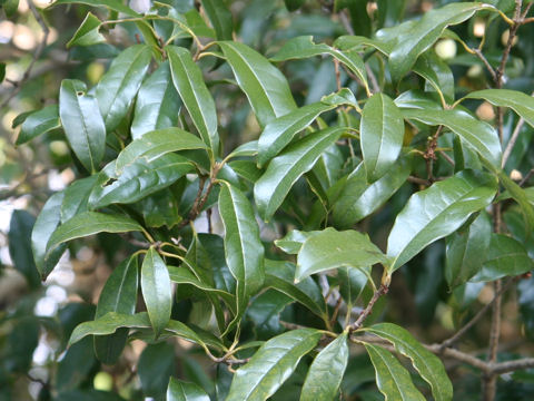 Osmanthus fragrans var. aurantiacus