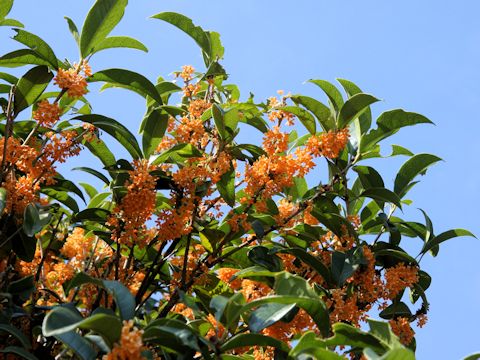 Osmanthus fragrans var. aurantiacus