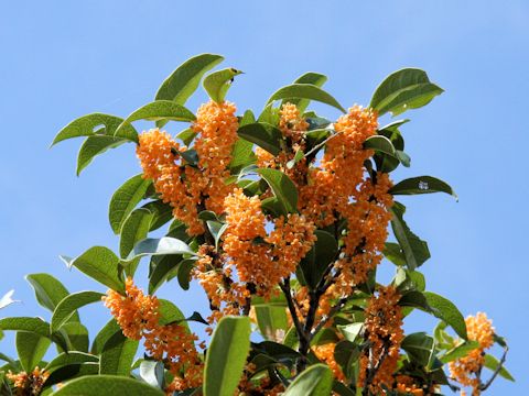 Osmanthus fragrans var. aurantiacus