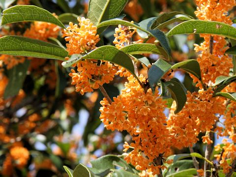 Osmanthus fragrans var. aurantiacus