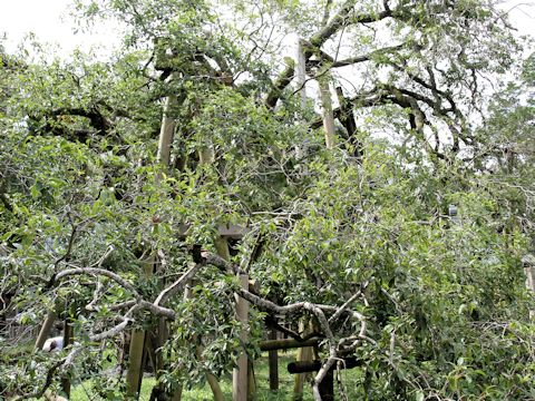 Osmanthus fragrans var. aurantiacus