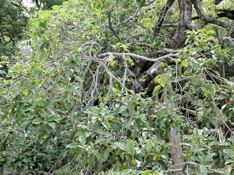 Osmanthus fragrans var. aurantiacus