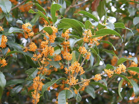 Osmanthus fragrans var. aurantiacus