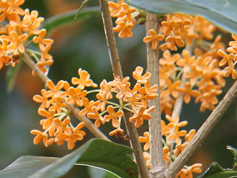 Osmanthus fragrans var. aurantiacus