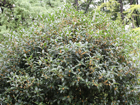 Osmanthus fragrans var. aurantiacus