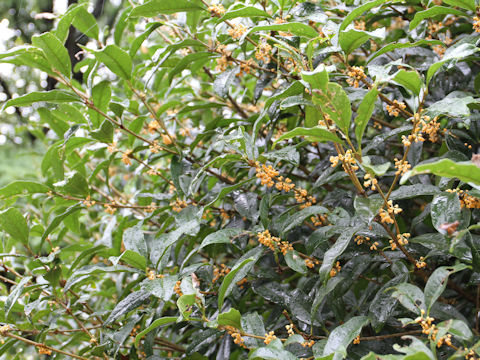 Osmanthus fragrans var. aurantiacus