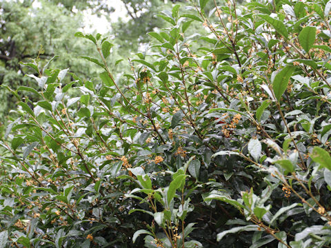 Osmanthus fragrans var. aurantiacus