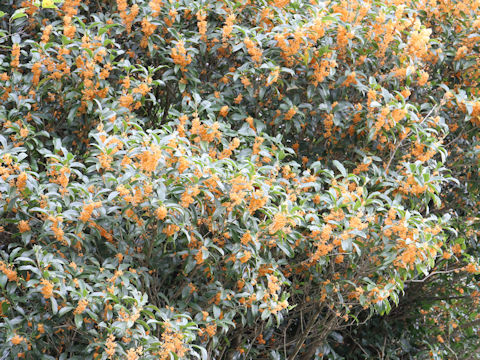 Osmanthus fragrans var. aurantiacus