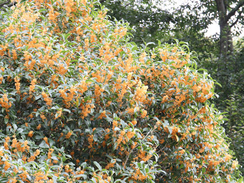 Osmanthus fragrans var. aurantiacus