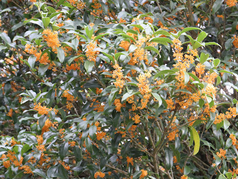 Osmanthus fragrans var. aurantiacus