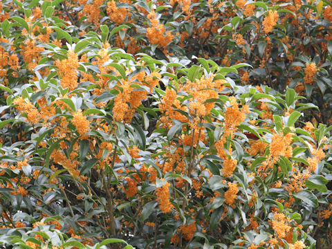 Osmanthus fragrans var. aurantiacus