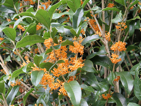 Osmanthus fragrans var. aurantiacus