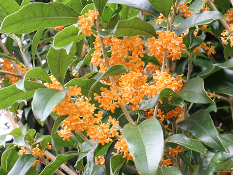 Osmanthus fragrans var. aurantiacus