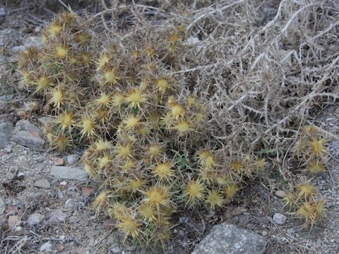 Scolymus hispanicus