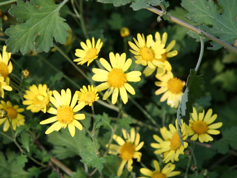 Chrysanthemum occidentali-japonense