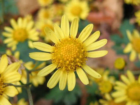 Chrysanthemum occidentali-japonense