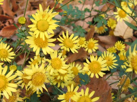 Chrysanthemum occidentali-japonense