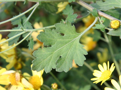 Chrysanthemum occidentali-japonense