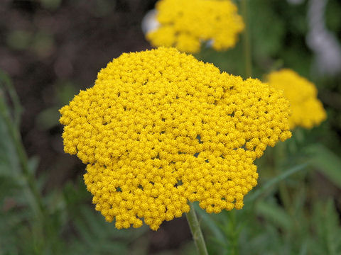 Achillea filipendulina