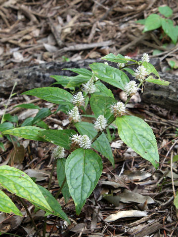 Veronicastrum tagawae