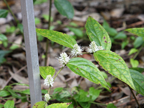 Veronicastrum tagawae