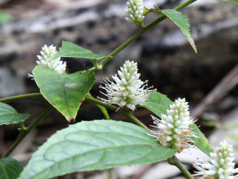 Veronicastrum tagawae