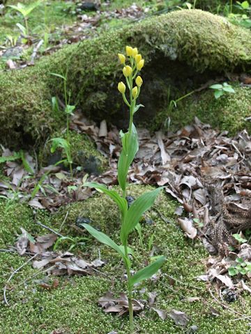 Cephalanthera falcata