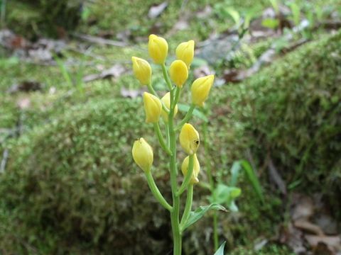 Cephalanthera falcata