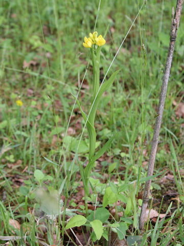 Cephalanthera falcata