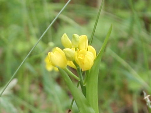 Cephalanthera falcata