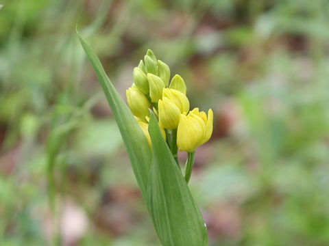 Cephalanthera falcata