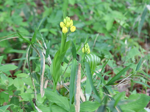 Cephalanthera falcata