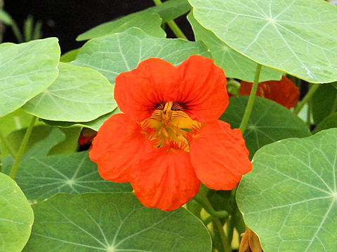 Tropaeolum majus