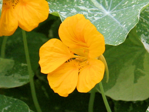 Tropaeolum majus