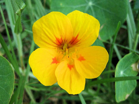 Tropaeolum majus