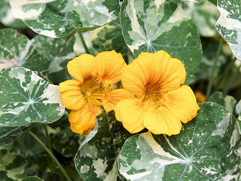 Tropaeolum majus