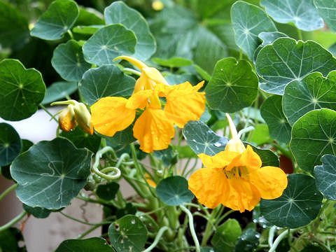 Tropaeolum majus