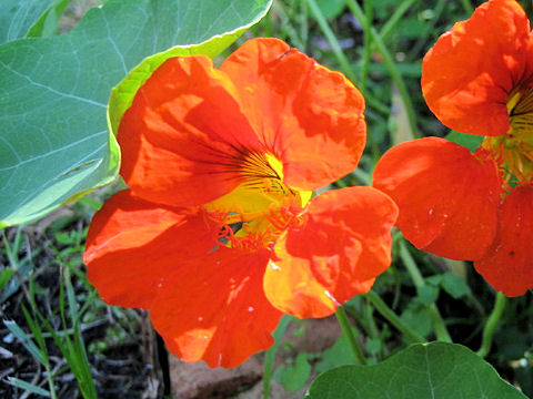 Tropaeolum majus