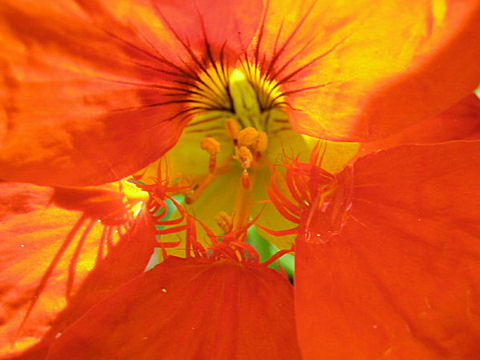 Tropaeolum majus