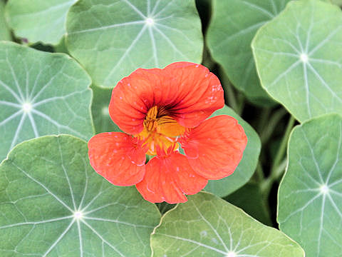 Tropaeolum majus