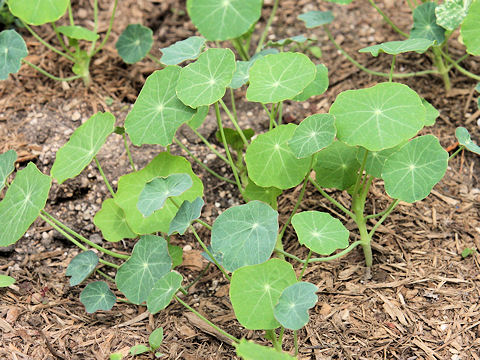 Tropaeolum majus