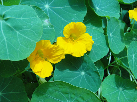 Tropaeolum majus