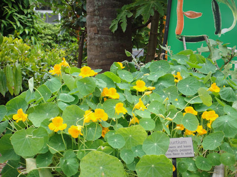 Tropaeolum majus