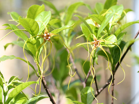 Strophanthus caudatus